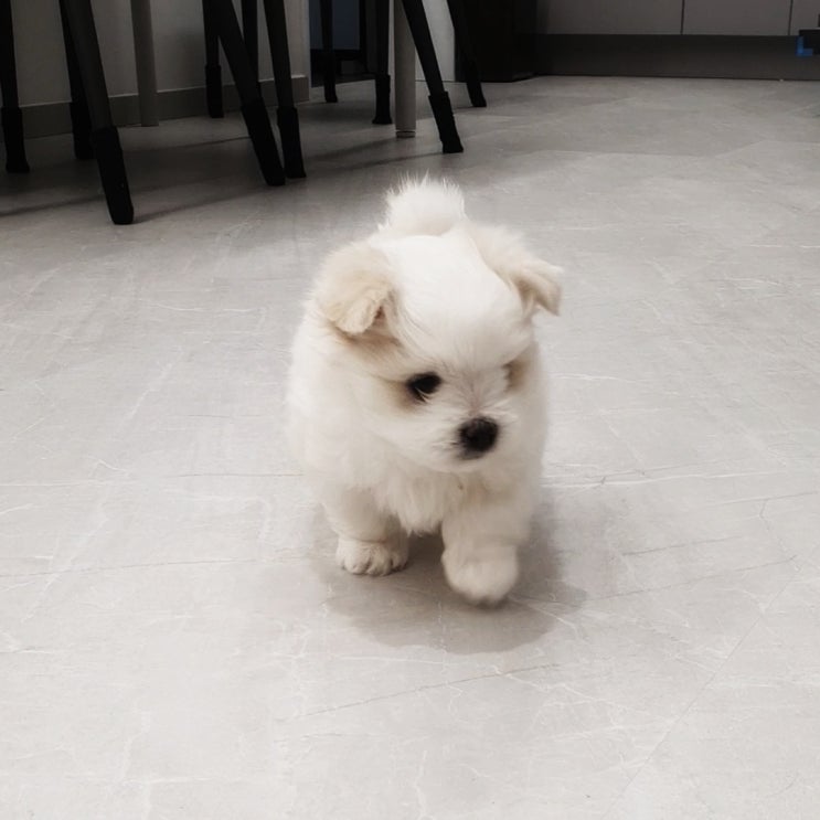  <제3장> 우리강아지 언제까지 클까요? 성장시기가 궁금해