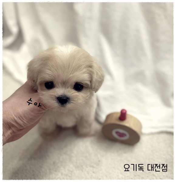  청주애견분양 허위분양 없는곳에서 진행했어요