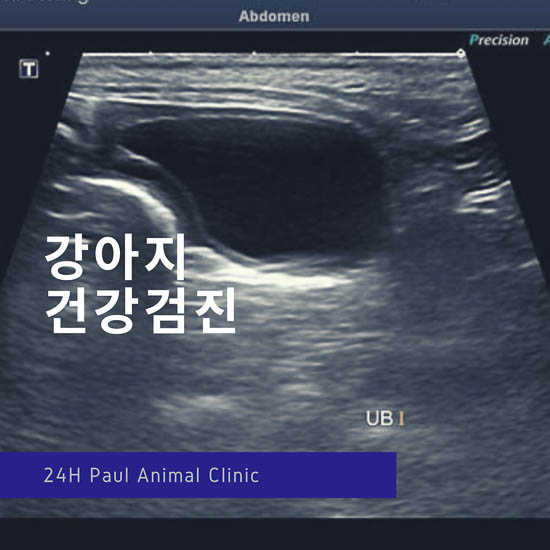  분당 강아지 건강검진 동물병원, 종합 혈액 검사, 폴 동물의료센터(분당 정자동 24시 동물병원)