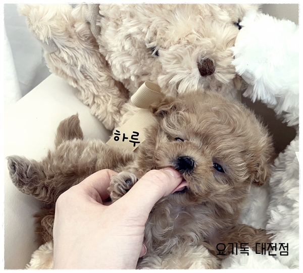  문화동강아지분양 요기독에서 애견분양 애견샵으로 만났어요