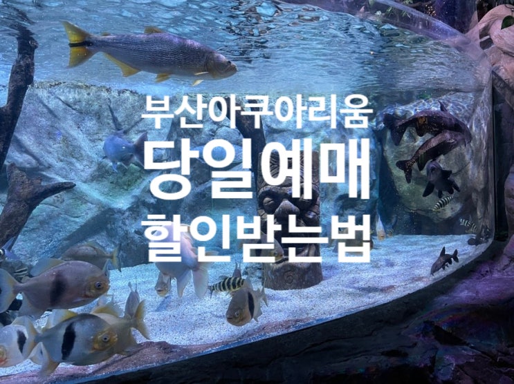  부산아쿠아리움 당일예매 입장권할인 받는법