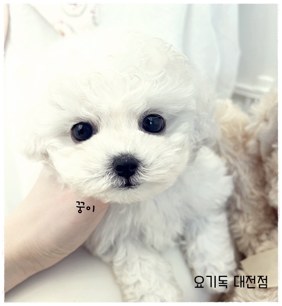  태평동강아지분양 허위분양없는 요기독대전점에서!