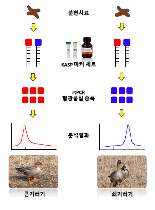 큰기러기, 쇠기러기 식별하는 유전자 표지 최초 개발 큰기러기, 쇠기러기 식별하는 유전자 표지 최초 개발