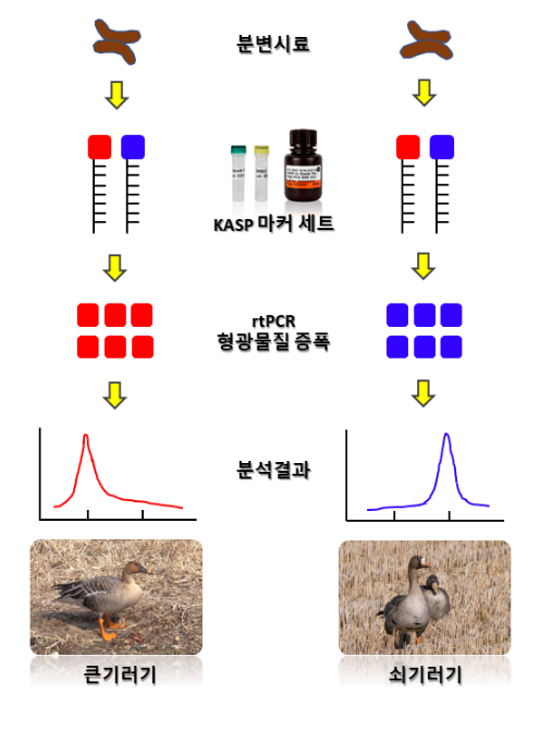 큰기러기, 쇠기러기 식별하는 유전자 표지 최초 개발