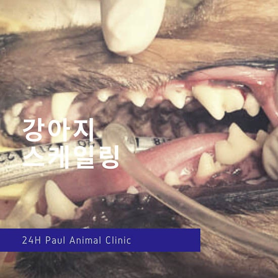  강아지 스케일링, 정기 치과치료, 노령견 스케일링 & 분당 정자동 24시 폴 동물병원