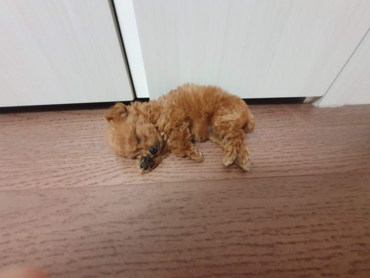 chatper2. 잠만 20시간씩 자는 아기 강아지