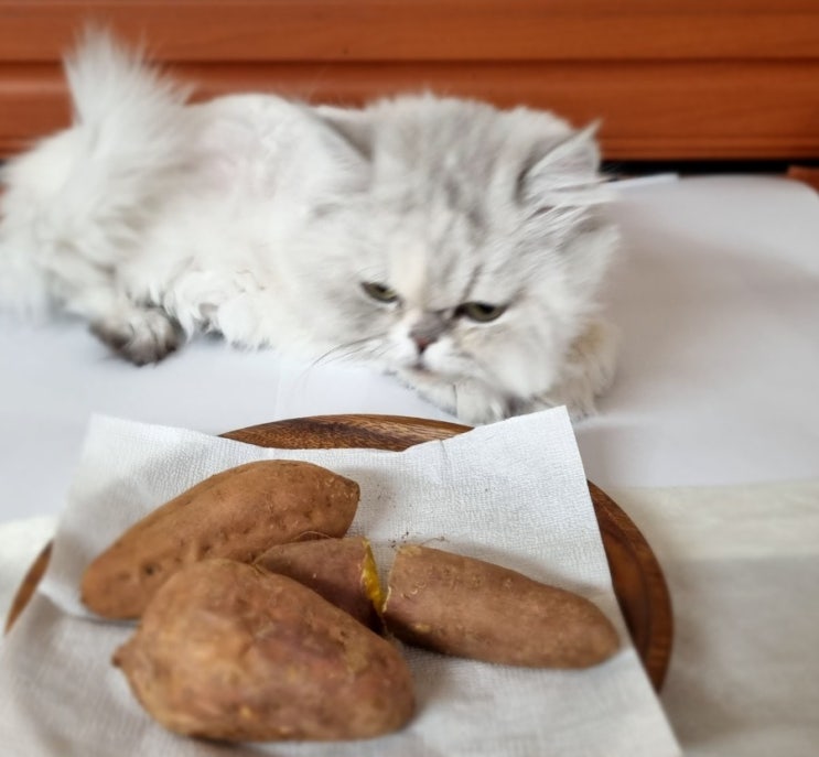  고양이 고구마 먹방, 고구마 칼로리, 급여시 주의사항 알아봐요