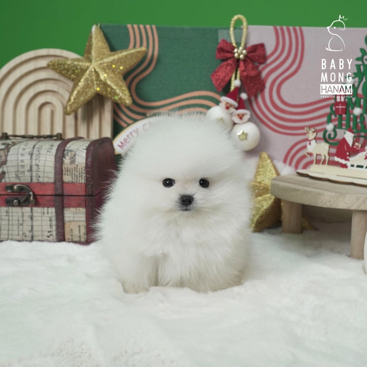  포메라니안 찐빵이는 곰이야 강아지야?(하남 강아지 분양)