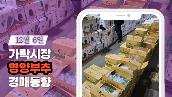  [경매사 일일보고] 12월 6일자 가락시장 "영양부추" 경매동향을 살펴보겠습니다!