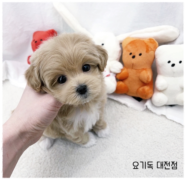  대전강아지키우기 완벽한 곳을 선택했습니다