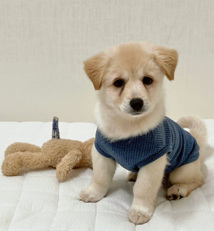 임보 새끼강아지 빠숑이 원명은 마름모
