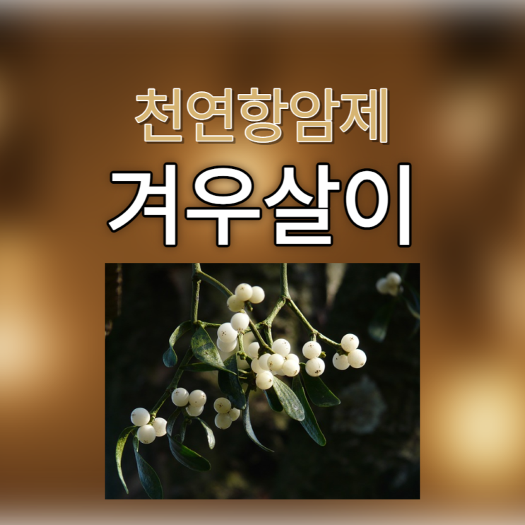 겨우살이 부작용 효능 9가지와 천연 항암제 겨우살이 먹는법 겨우살이 부작용 효능 9가지와 천연 항암제 겨우살이 먹는법