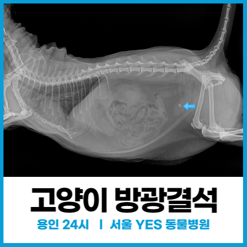  [외과] 고양이 배뇨실수, 혈뇨, 빈뇨 등 방광염 증상 반복된다면 방광결석 의심 ( 용인 분당 24시 동물병원 )