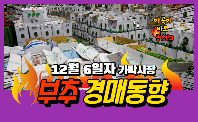  [경매사 일일보고] 12월 6일자 가락시장 "부추" 경매동향을 살펴보겠습니다!