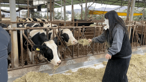  충남 보령 여행 아이들과 가면 좋은 카페 : 우유창고 + 목장견학 및 건초주기 체험