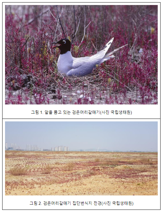 전 세계 검은머리갈매기 번식개체군 11% 국내 서식_환경부 전 세계 검은머리갈매기 번식개체군 11% 국내 서식_환경부