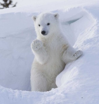 [지구온난화] 기후변화에 싹튼 북극곰과 불곰의 사랑, 생태계 교란종 그롤라곰,피즐리곰 탄생