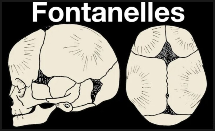  숫구멍(천문, Fontanel) 폐쇄 순서 - [앞숫구멍, 앞가쪽숫구멍, 뒤숫구멍, 뒤가쪽숫구멍]