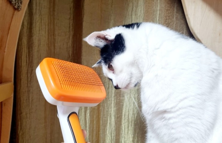  [고양이 빗 추천] 바비온 슬리커 브러쉬로 빗질해주니 고양이들 좋아하네요