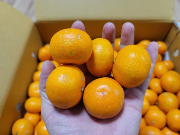  '제주 섬마을 감귤농장' 꼬마귤 10kg(2만원)~ 맛나네 ㅎ