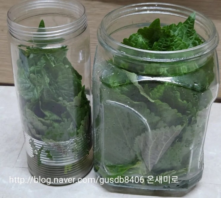 깻잎 오래 보관하는 방법 싱싱한 깻잎으로 오래 보관 팁! 깻잎 오래 보관하는 방법 싱싱한 깻잎으로 오래 보관 팁!