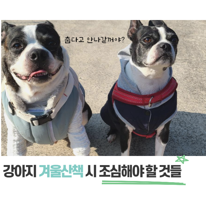 강아지 겨울 산책해야 될까? 주의점