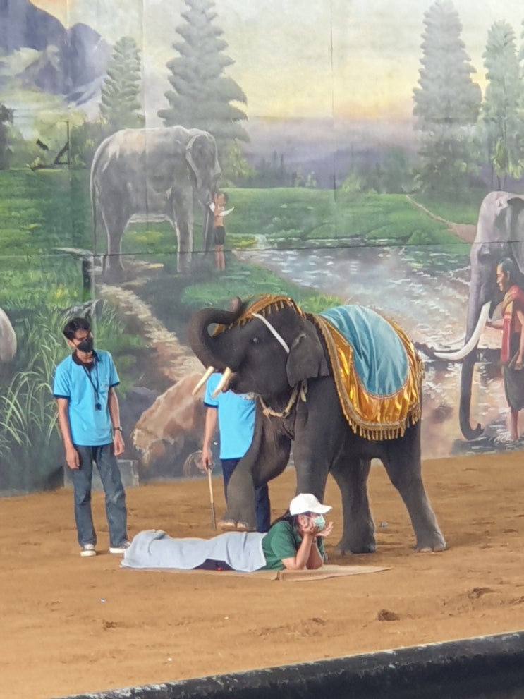  아이들과 태국 동물원 스리 아유타야 라이언파크(SRI AYUTHAYA LION PARK)