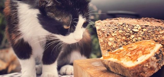 고양이에게 빵을 급여해도 될까요?