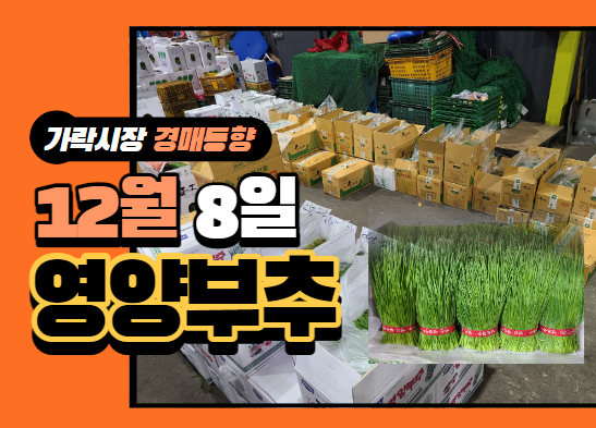  [경매사 일일보고] 12월 8일자 가락시장 "영양부추" 경매동향을 살펴보겠습니다!