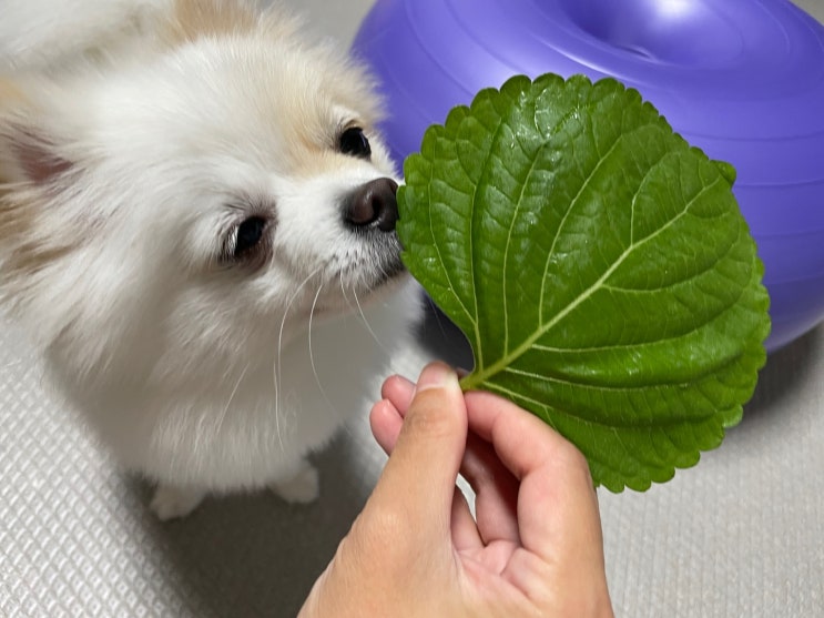  강아지 깻잎 먹어도 될까. 상추, 양상추 먹어도 되는 채소
