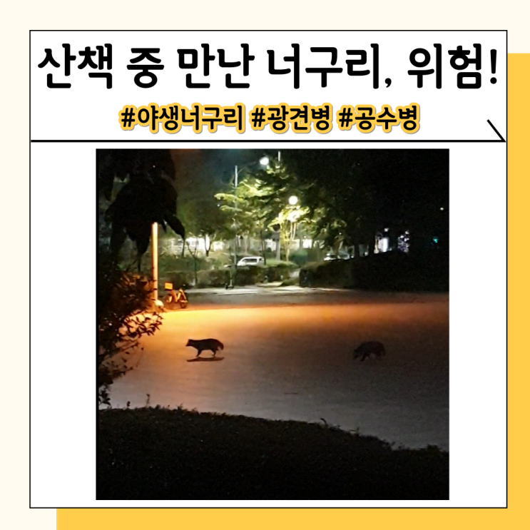 산책 중 만나는 너구리 광견병의 숙주에요 산책 중 만나는 너구리 광견병의 숙주에요