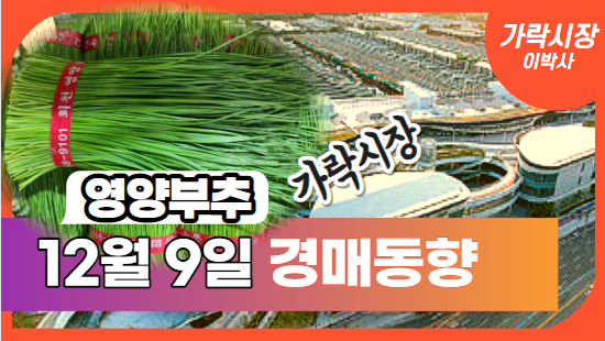  [경매사 일일보고] 12월 9일자 가락시장 "영양부추" 경매동향을 살펴보겠습니다!