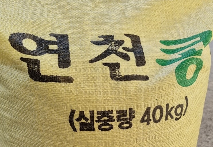  연천콩 서리태콩 이야기 콩요리