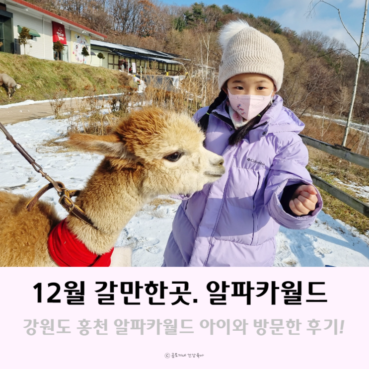 겨울여행으로 12월 갈만한곳 : 강원도 동물원, 홍천 알파카월드 후기