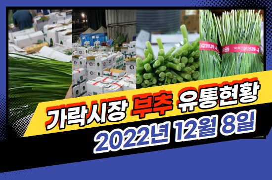 [경매사 일일보고] 12월 8일자 가락시장 "부추" 경매동향을 살펴보겠습니다!