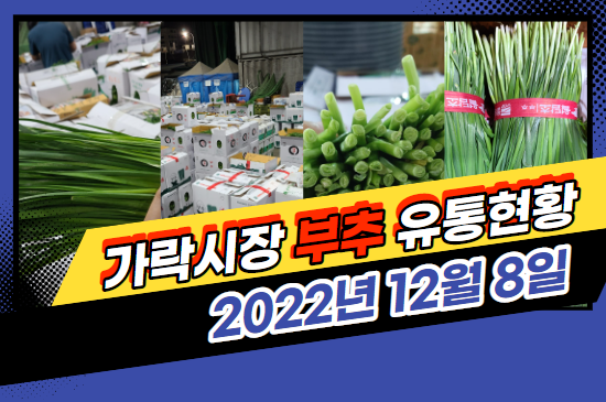  [경매사 일일보고] 12월 8일자 가락시장 "부추" 경매동향을 살펴보겠습니다!