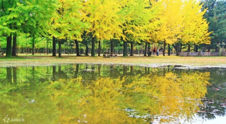  Nami Island, Petite France, Garden of Morning Calm, and Gangchon Rail Bike Day Tour from Seoul