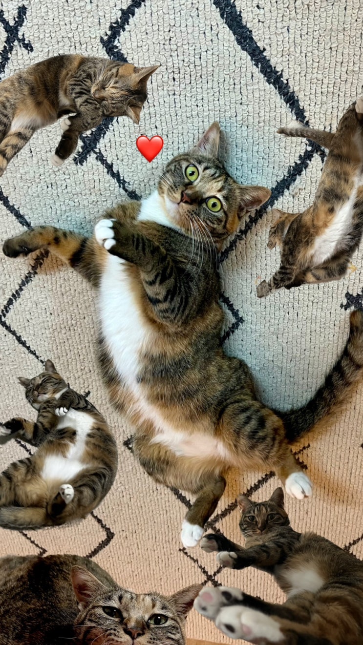  고양이 아리 배경화면