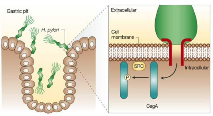  헬리코박터; Helicobacter