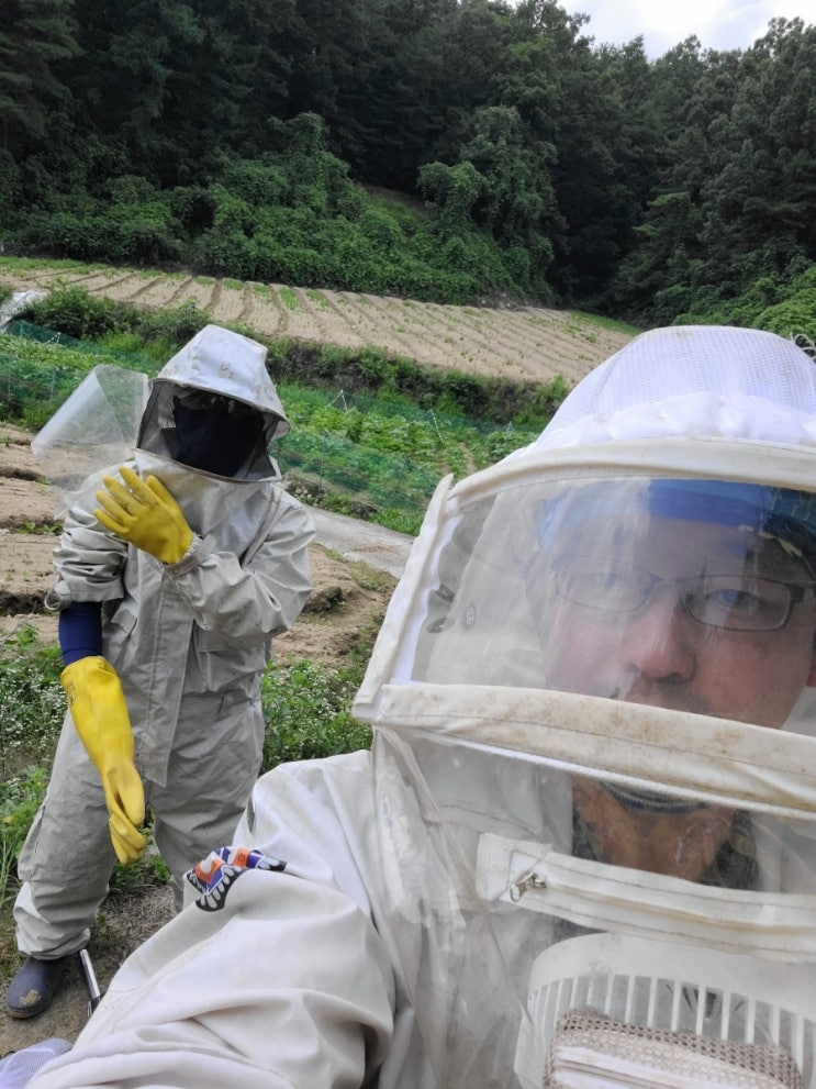 미국박사팀들 떠나고나서 본격적으로 장수말벌 연구돌입 미국박사팀들 떠나고나서 본격적으로 장수말벌 연구돌입