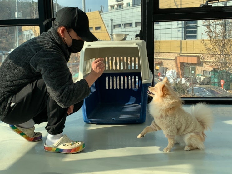  위례애견호텔:) 라드독