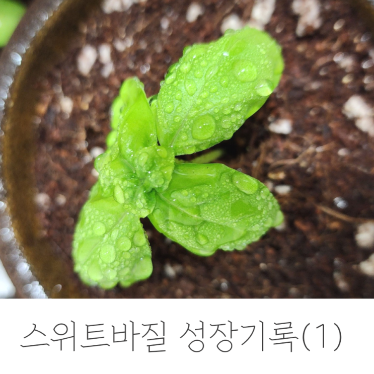  스위트바질 키우기 (1) 파종 후 첫 분갈이 완료