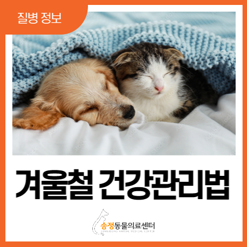  겨울 강아지 건강 관리, 3가지 체크사항 (광주 성남 송정동물병원)