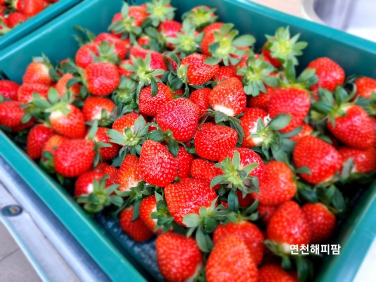  연천가볼만한곳 들꽃가람농장 치유농업프로그램 참여 2회차 (딸기체험농장시즌)