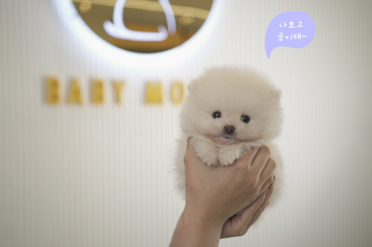  포메라니안 분양 스토리, 곰표~ 이름값을 하네 ^^