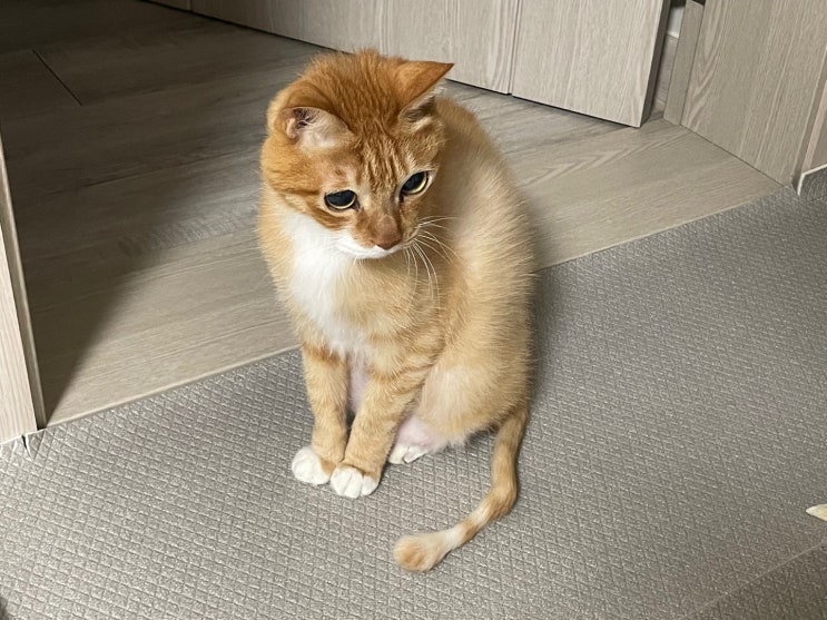  새끼 고양이 예방접종 시기.  종합백신 , 광견병주사 맞춰야하나