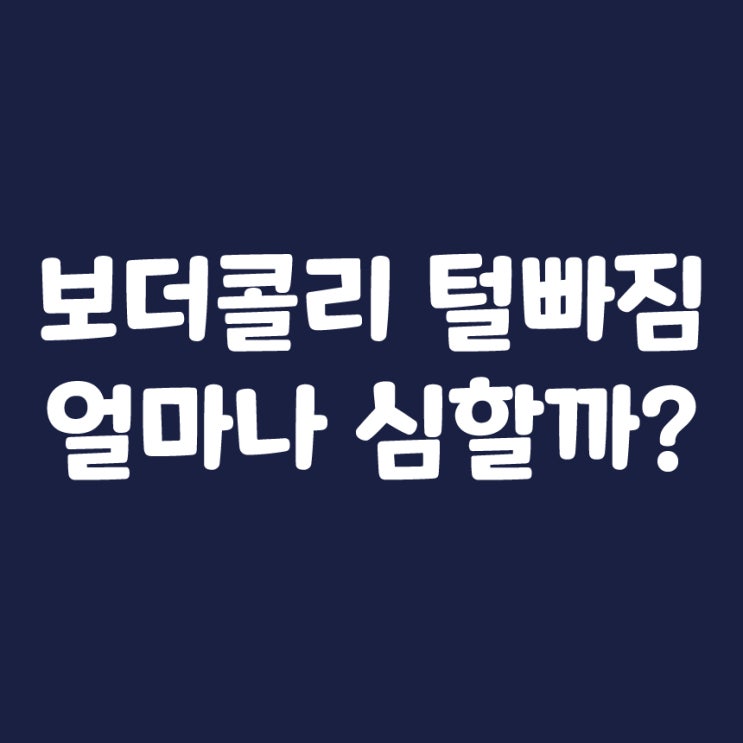  보더콜리 털빠짐 얼마나 될까? 결론은 최악입니다