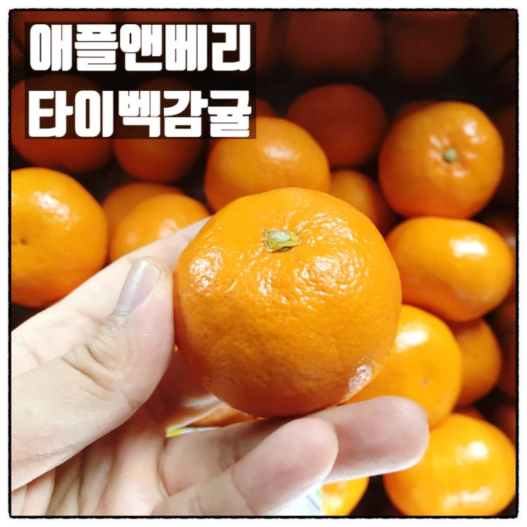 애플앤베리 타이벡 감귤 진짜 달콤한 제주 감귤 택배 맛 리뷰