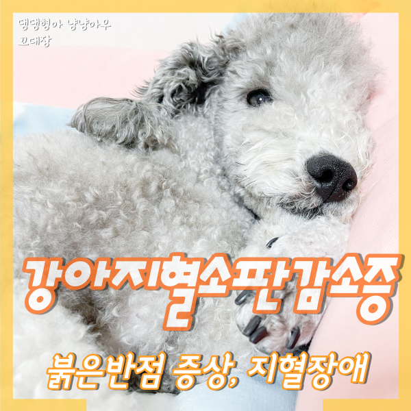  강아지 혈소판 감소증 증상, 붉은반점, 지혈 장애 원인