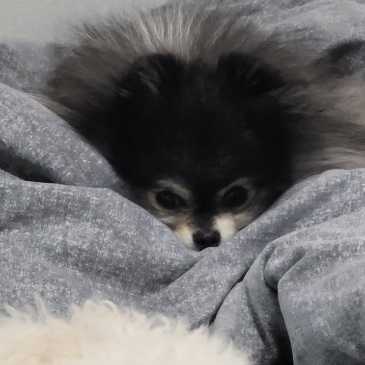  강아지 열날때 켄넬코프 기관지염 증상 기침 콧물